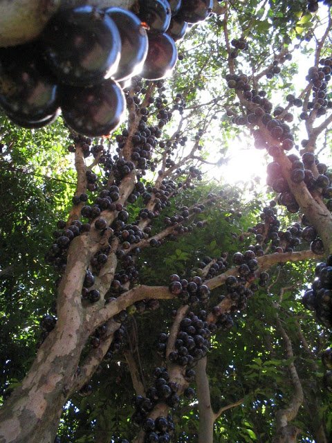 11 1 - Jabuticaba  The Tree that Fruits on its Trunk.