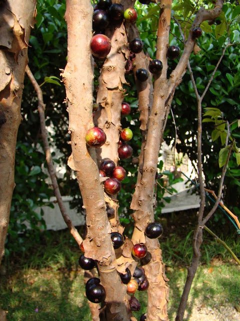 2 1 - Jabuticaba  The Tree that Fruits on its Trunk.