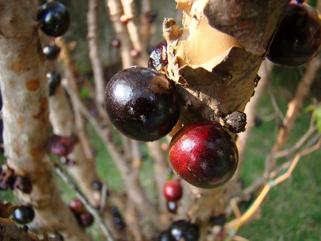 3 1 - Jabuticaba  The Tree that Fruits on its Trunk.