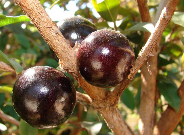 5 1 - Jabuticaba  The Tree that Fruits on its Trunk.