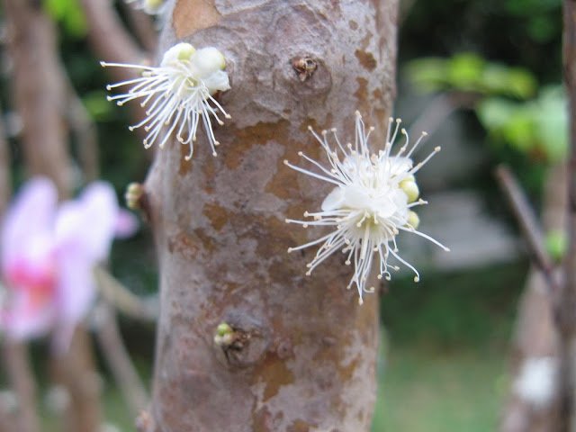 6 1 - Jabuticaba  The Tree that Fruits on its Trunk.