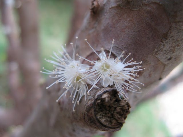 7 1 - Jabuticaba  The Tree that Fruits on its Trunk.