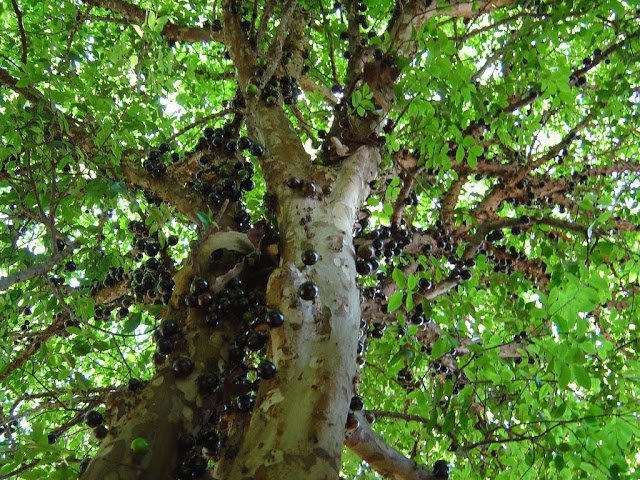 8 1 - Jabuticaba  The Tree that Fruits on its Trunk.