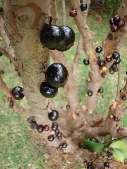 9 1 - Jabuticaba  The Tree that Fruits on its Trunk.