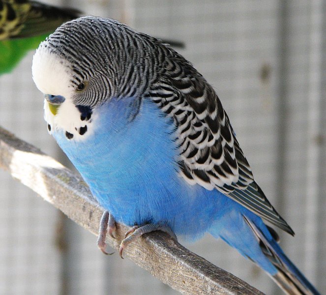 Blue_male_budgie-1.jpg