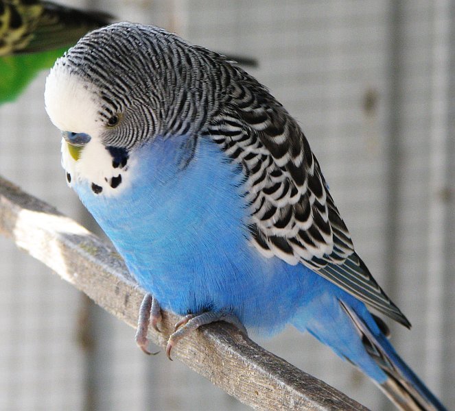 Blue male budgie 1 - Cat VS Dog?