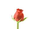 Rose-1.gif