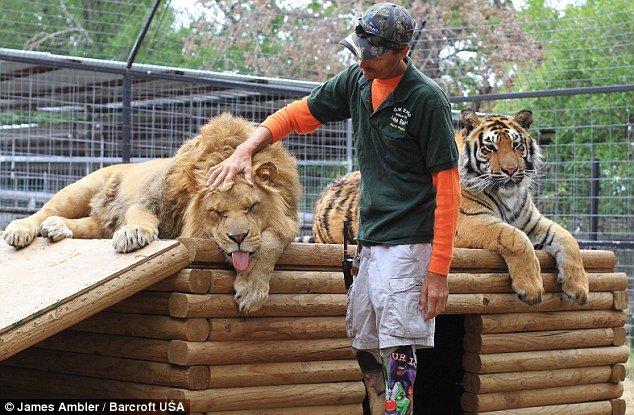 article13901460C37E8D70000057874 634x415 1 - An Amputee And 2 Big Cats.