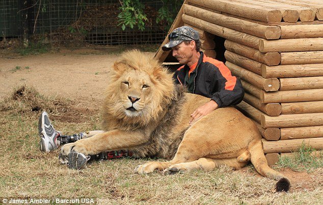 article13901460C37F1AC00000578489 634x40 1 - An Amputee And 2 Big Cats.