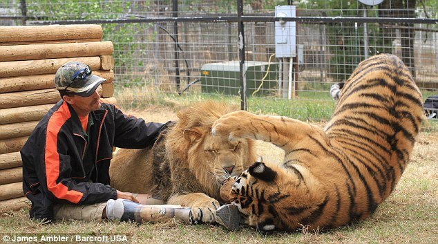 article13901460C37F1CC00000578941 634x35 1 - An Amputee And 2 Big Cats.
