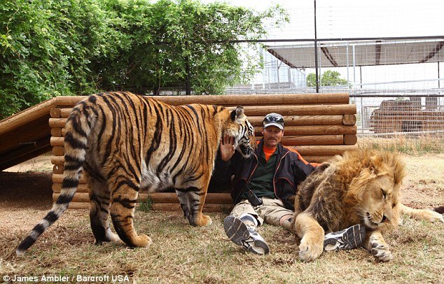 article13901460C37F35A00000578607 634x40 1 - An Amputee And 2 Big Cats.