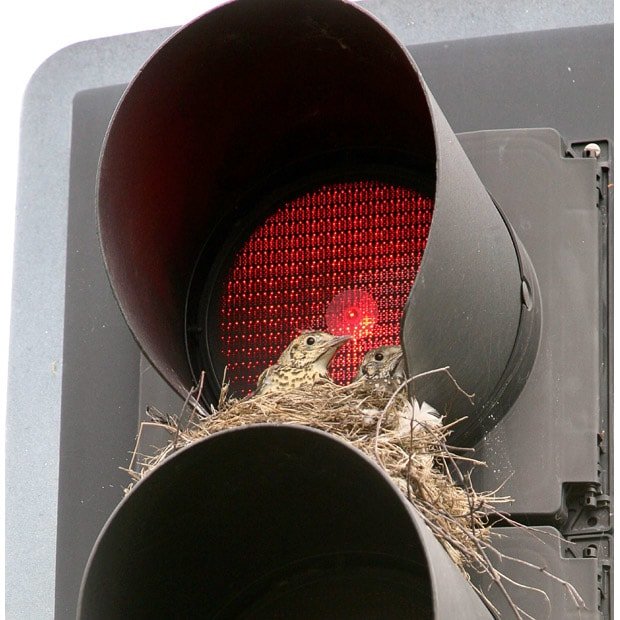 birdnesttraffic_1631675i-1.jpg