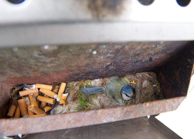 bluetitashtray_1904575i-1.jpg