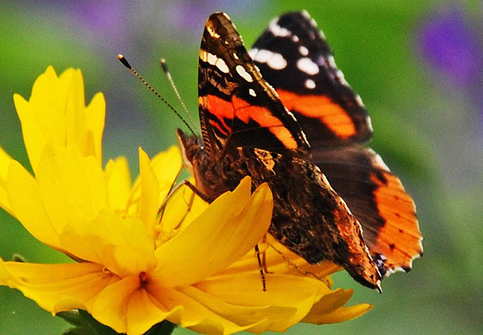 butterflynflower-1.jpg