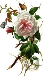 delicateflower-1.jpg
