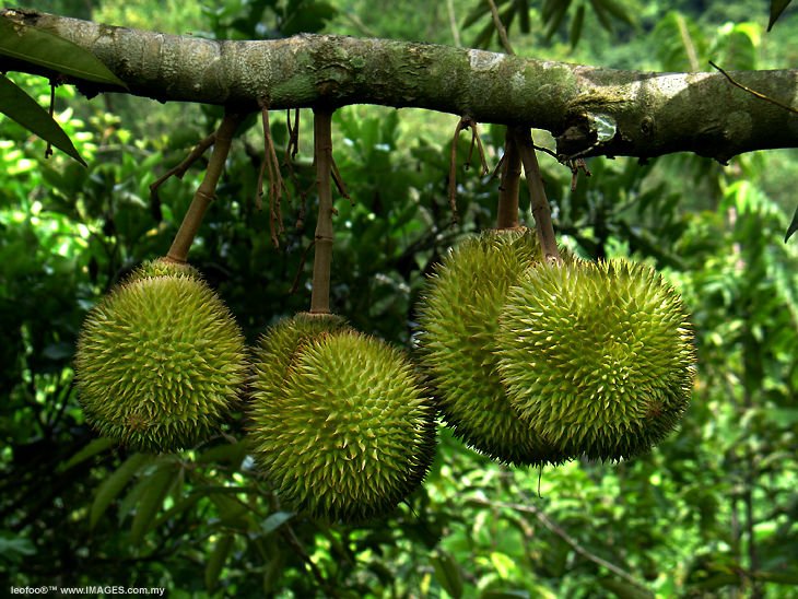 durian_malaysia-1.jpg