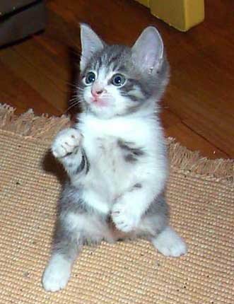 kitten_cute-1.jpg