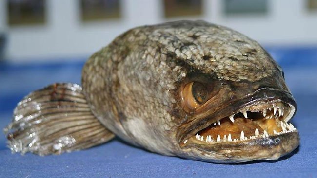 918393snakehead 1 - Flying Silver Carp on Wabash River in Indiana.