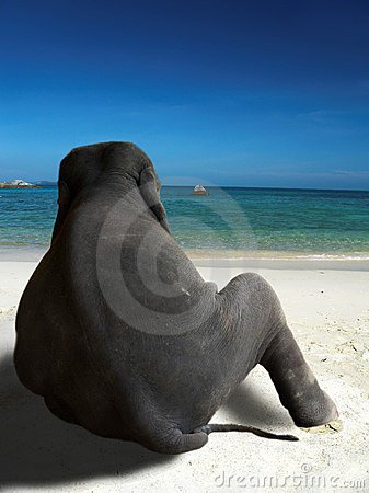 elephantsunbathingthumb2897130-1.jpg