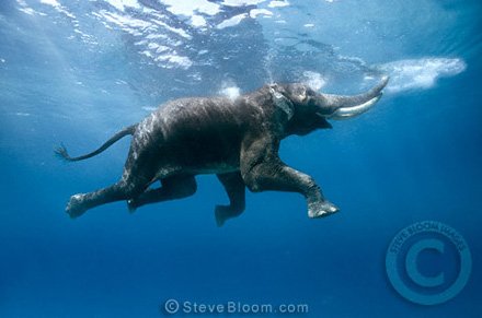 swimmingelephant 1 - Make a sentence with the word (acronym).