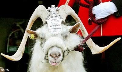 william_windsor_goat_01-2.jpg