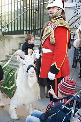 william windsor goat 02 2 - The Goat Corporal.William Windsor.