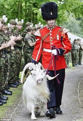 william windsor goat 03 2 - The Goat Corporal.William Windsor.