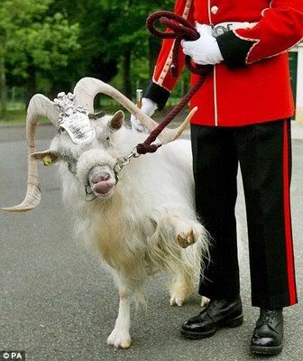 william_windsor_goat_04-2.jpg