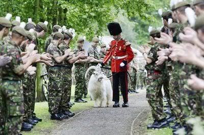 william windsor goat 05 2 - The Goat Corporal.William Windsor.