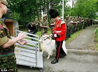 william_windsor_goat_06-2.jpg