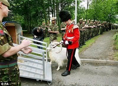 william windsor goat 06 2 - The Goat Corporal.William Windsor.