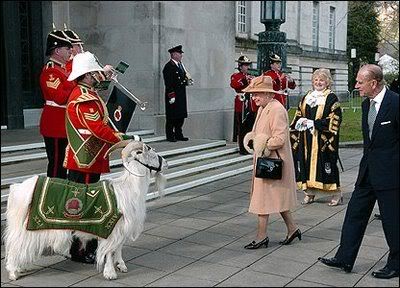 william windsor goat 07 2 - The Goat Corporal.William Windsor.