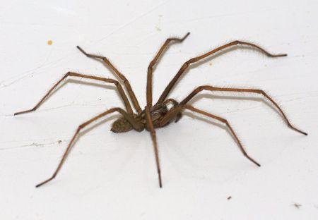 6a00e55294f55d88340133f2ea49bb970b450wi 1 - Spiders are awesome