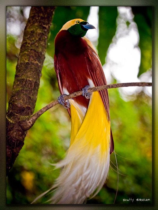 BirdParadise 1 - Amazing Bird :)