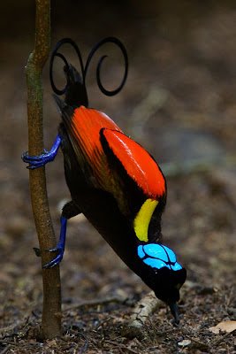 Birds2Bof2Bparadise2BBirds2BPictures2B11-1.jpg