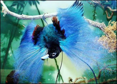 Birds2Bof2Bparadise2BBirds2BPictures2B2-1.jpg