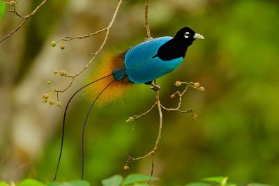 Birds2Bof2Bparadise2BBirds2BPictures2B3-1.jpg