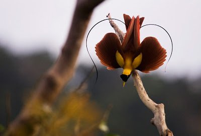 Birds2Bof2Bparadise2BBirds2BPictures2B4-1.jpg