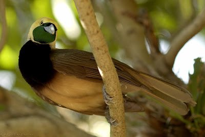 Birds2Bof2Bparadise2BBirds2BPictures2B7-1.jpg