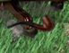 Hiddenpipe-1.png