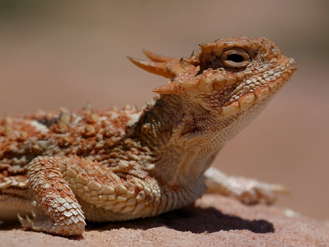 HornedLizard 1 - Spiders are awesome