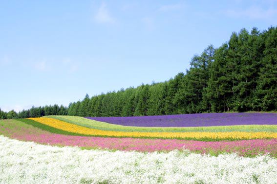 LavenderFarm-1.jpg