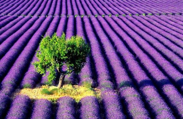 LavenderFarmandTree 1 - Where in the World?