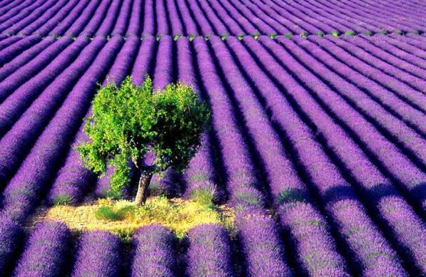 LavenderFarmandTree-1.jpg
