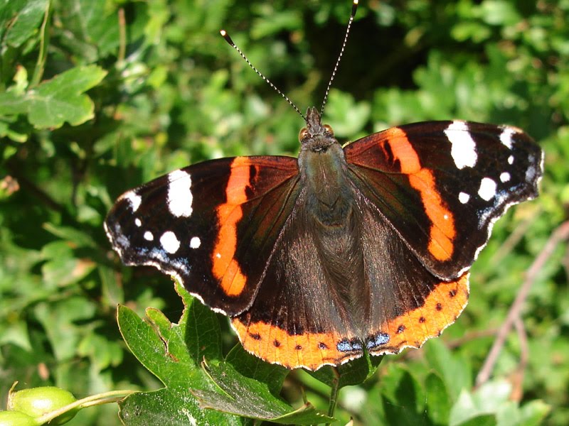 Redadmiral 1 - Sunshine and butterflies