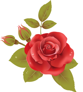 Rose-1.png