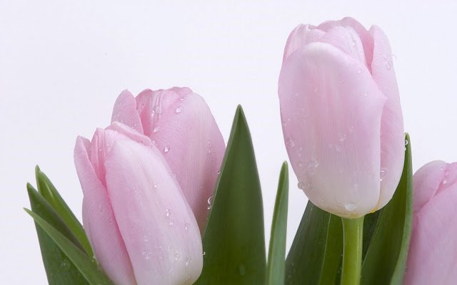 WhiteTulipsflowerwallpaper1-1.jpg