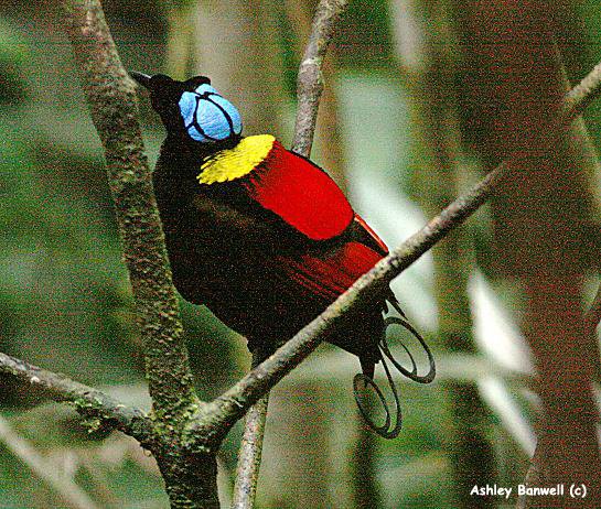 Wilson27sBirdofParadise 1 - Amazing Bird :)