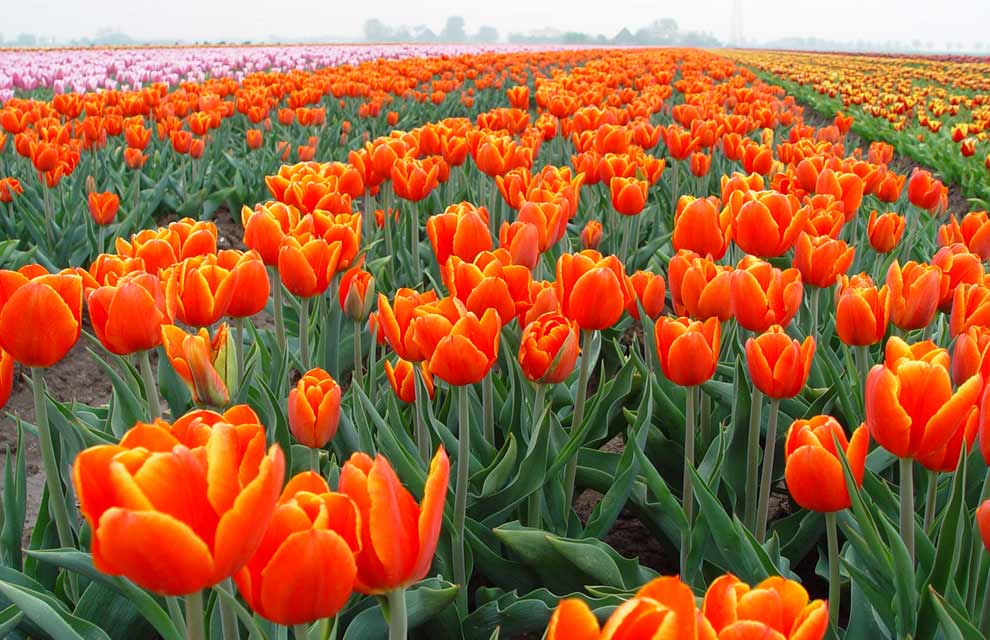 a Oranje tulpea 1 - The tulip fields of Holland.