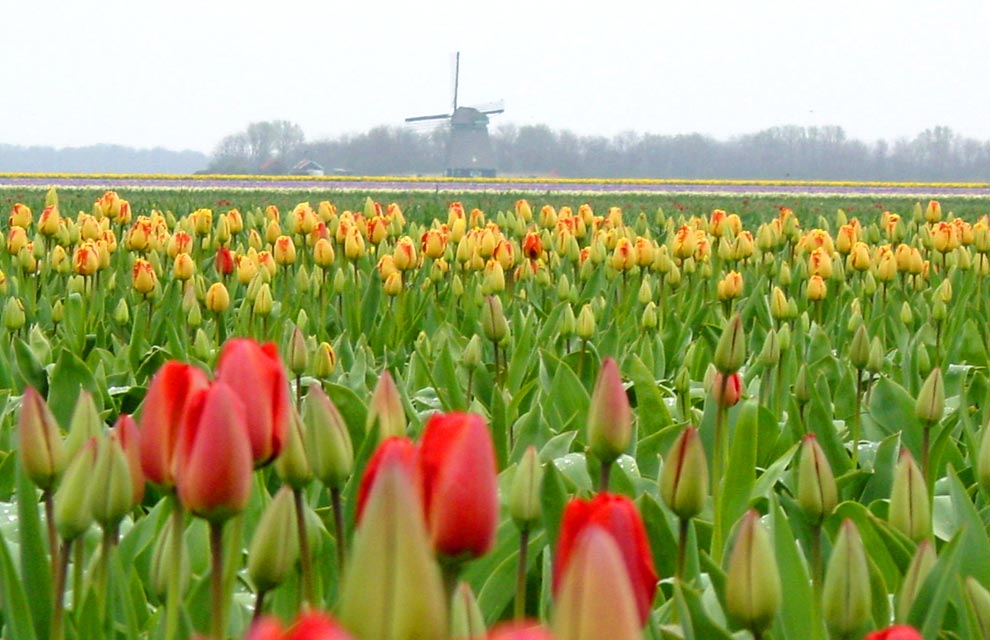 a Tulpenvela 1 - The tulip fields of Holland.